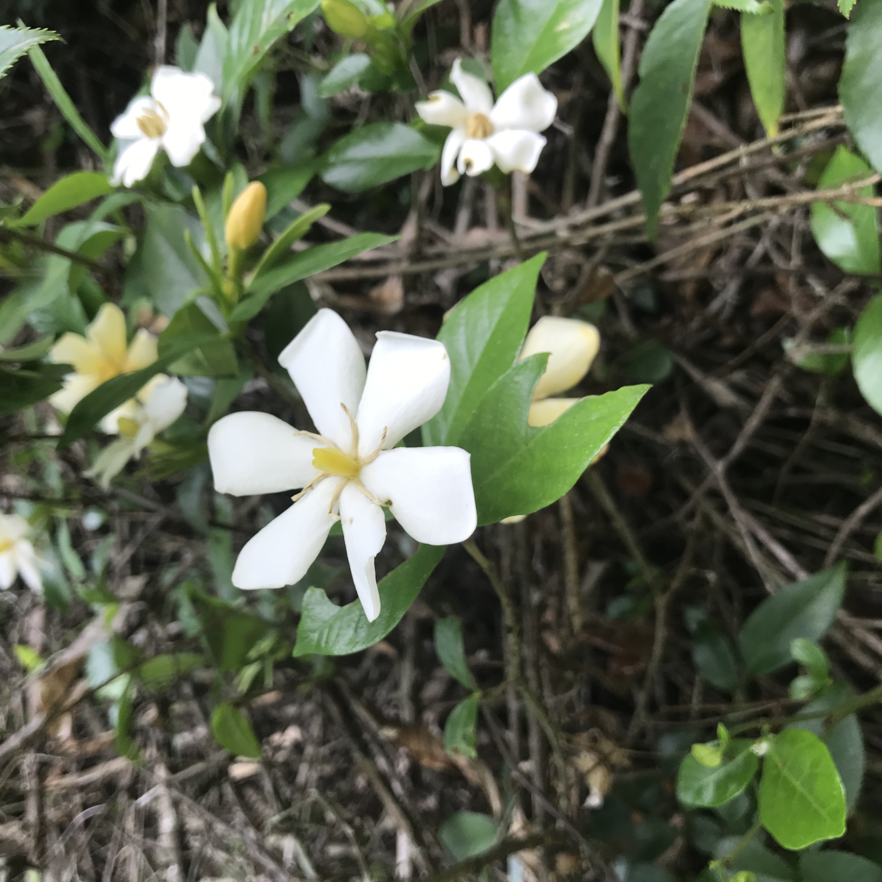 六月的景区栀子花开(图2)