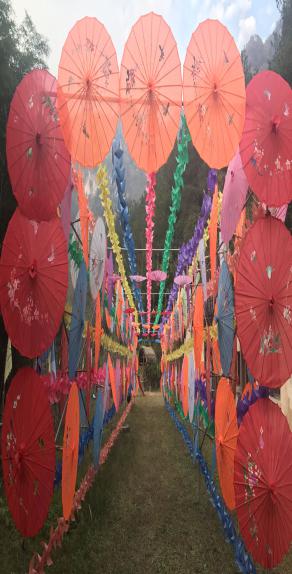 纸伞节(图1) 纸伞节(图1)