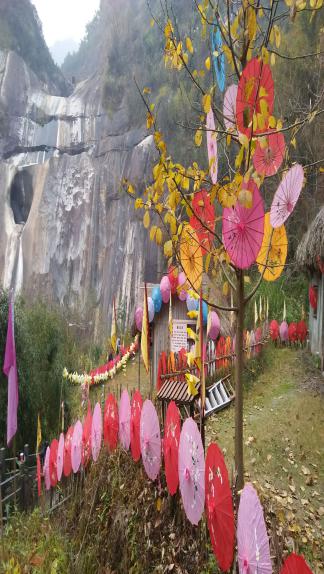 纸伞节(图2) 纸伞节(图2)